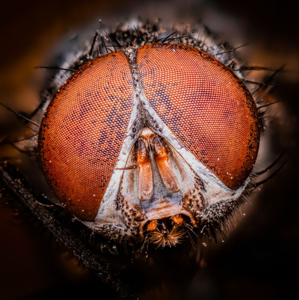 Фотография автора Alexander Dolapchiev