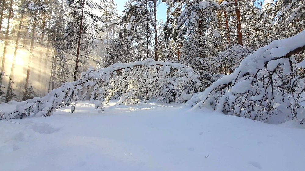 Лесная прогулка