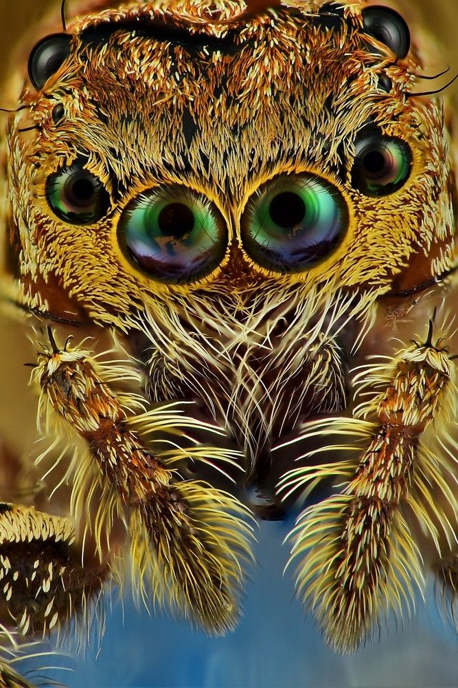 Jumping spider