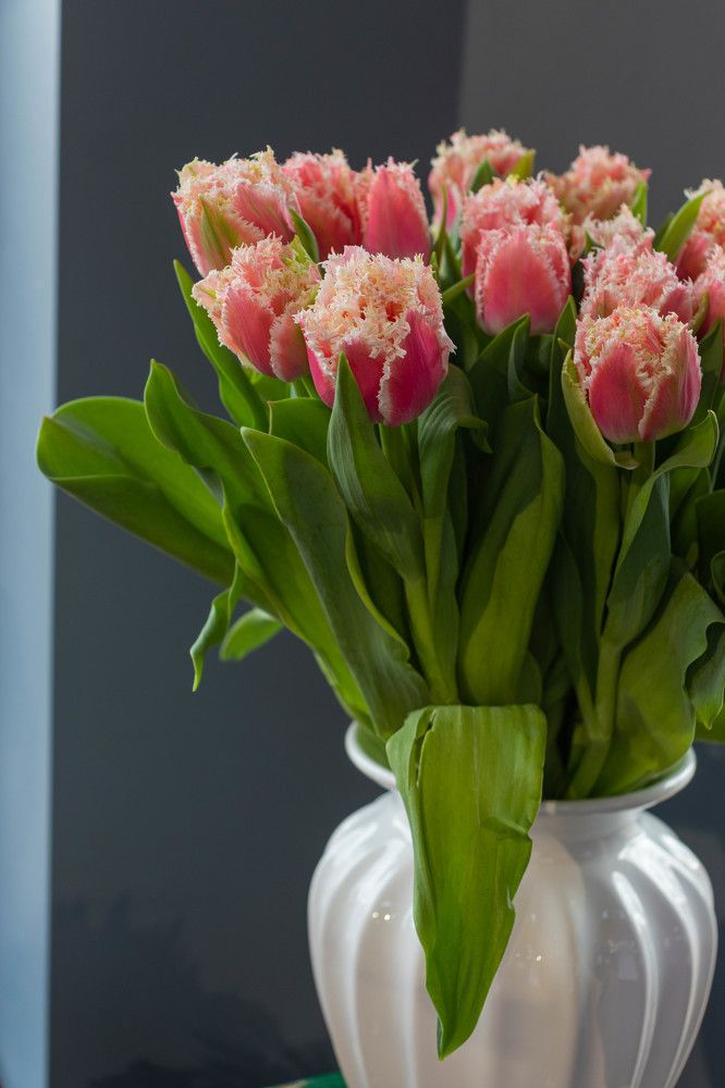 Тюльпаны зимой