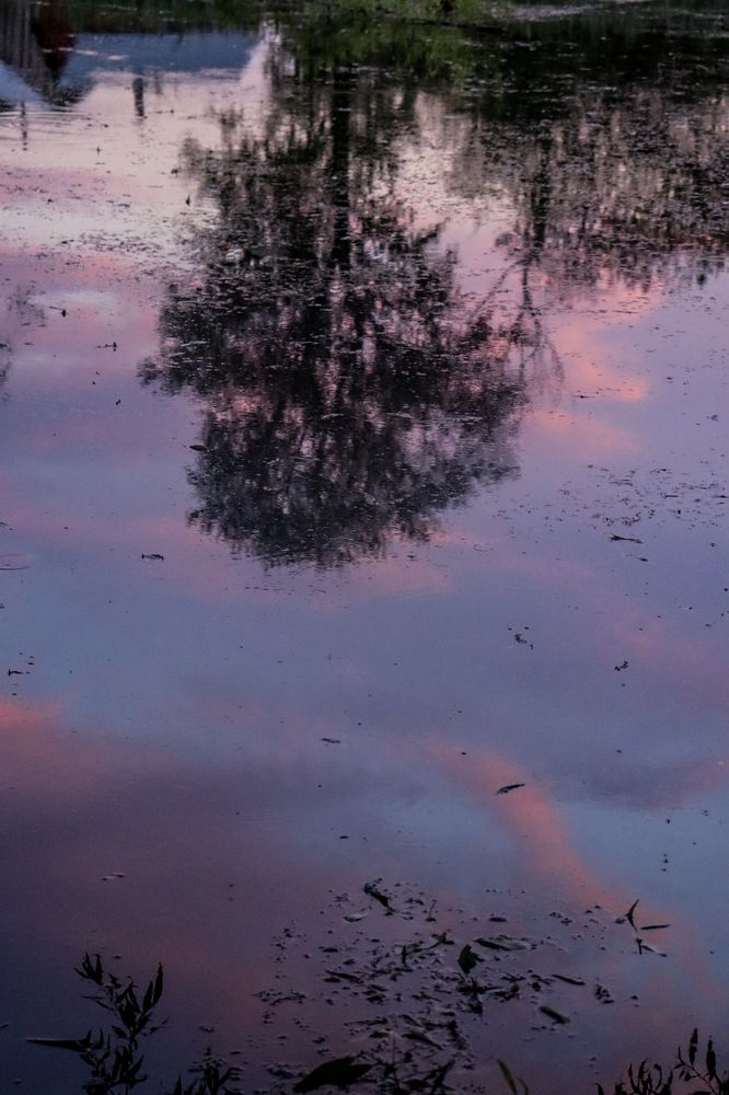 Одинокое дерево