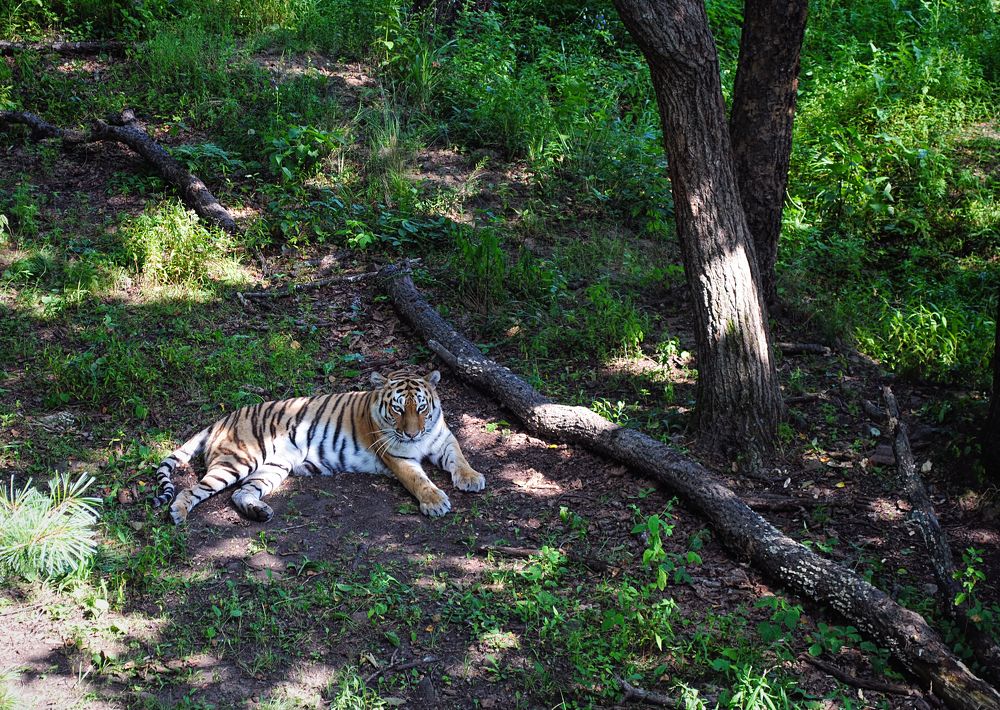 Photograph by Вера Звягинцева