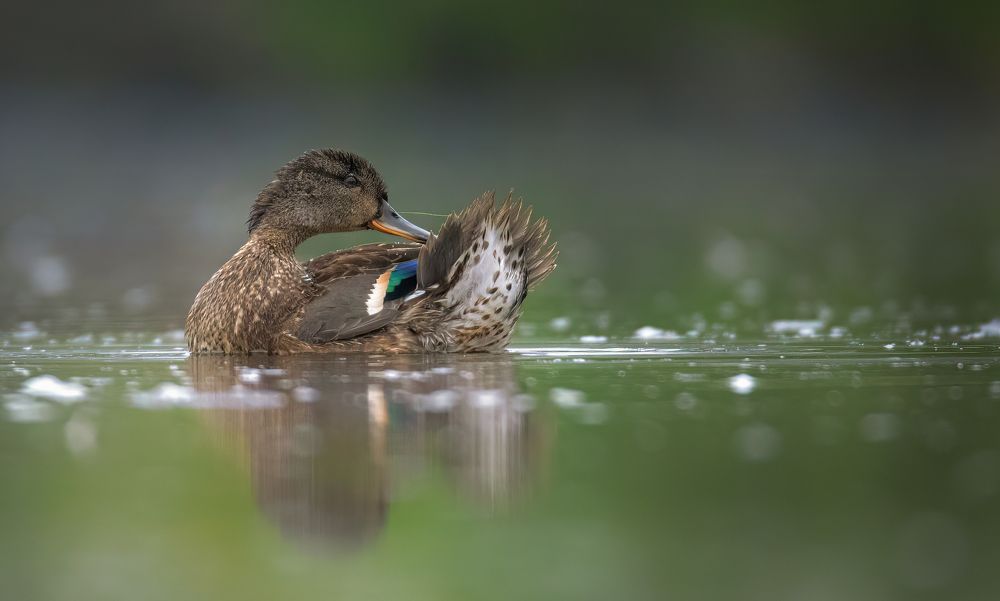 Photograph by Grzegorz Dąbrowski