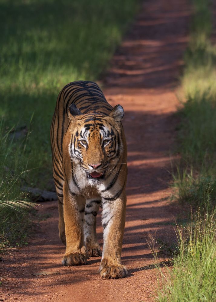 Фотография автора Subhasish Mondal