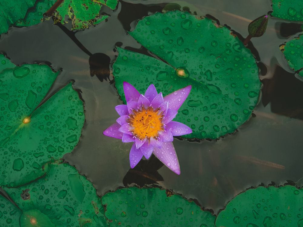 Photograph by Mujahidul Islam Muhammad