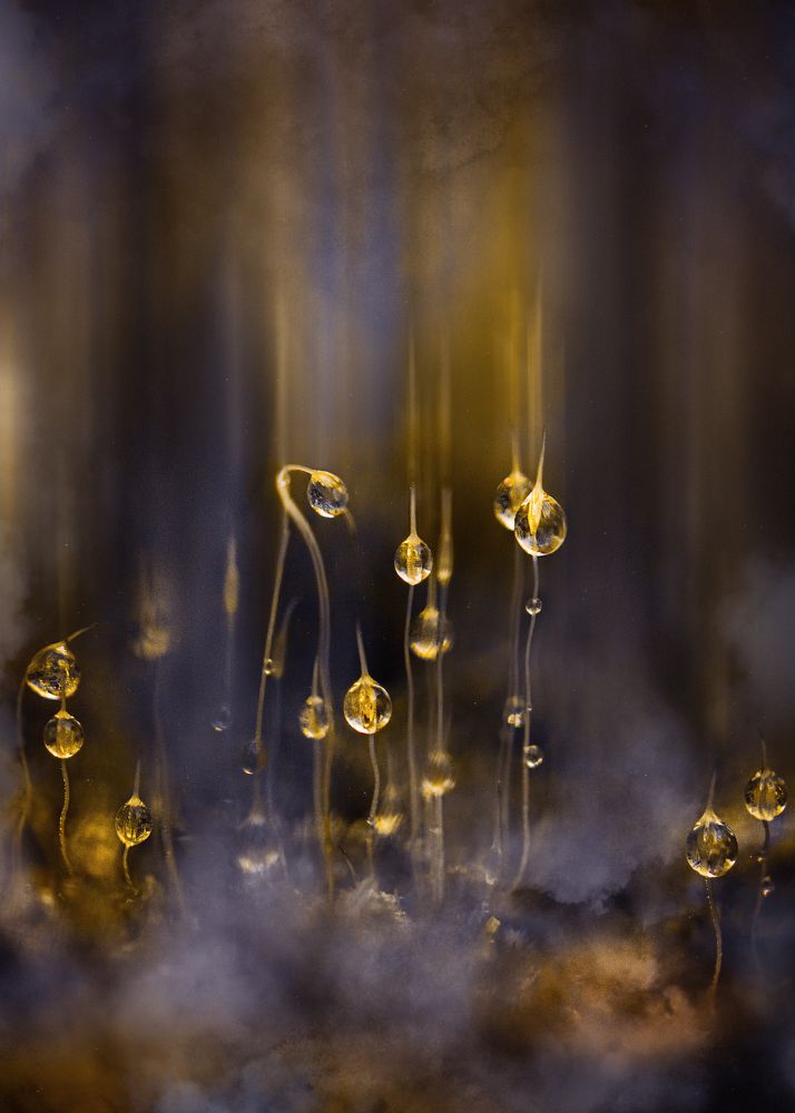 Photograph by Kristina Zvinakeviciute