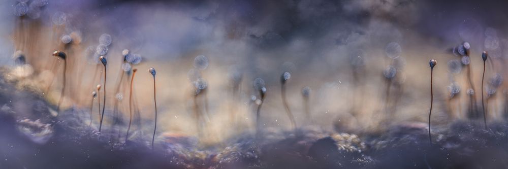 Photograph by Kristina Zvinakeviciute