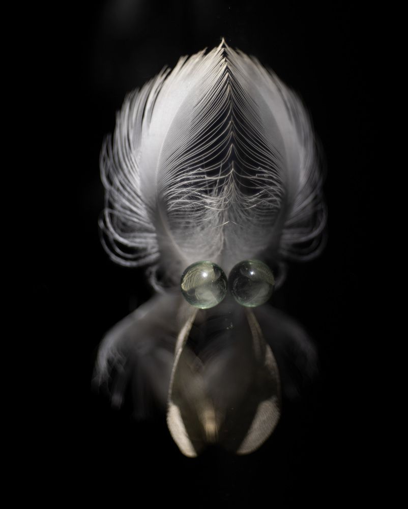 Невиданные звери