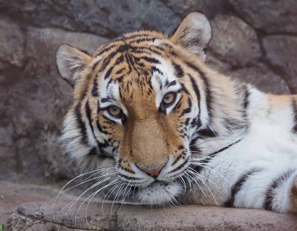 Photograph by Алексей Большаков