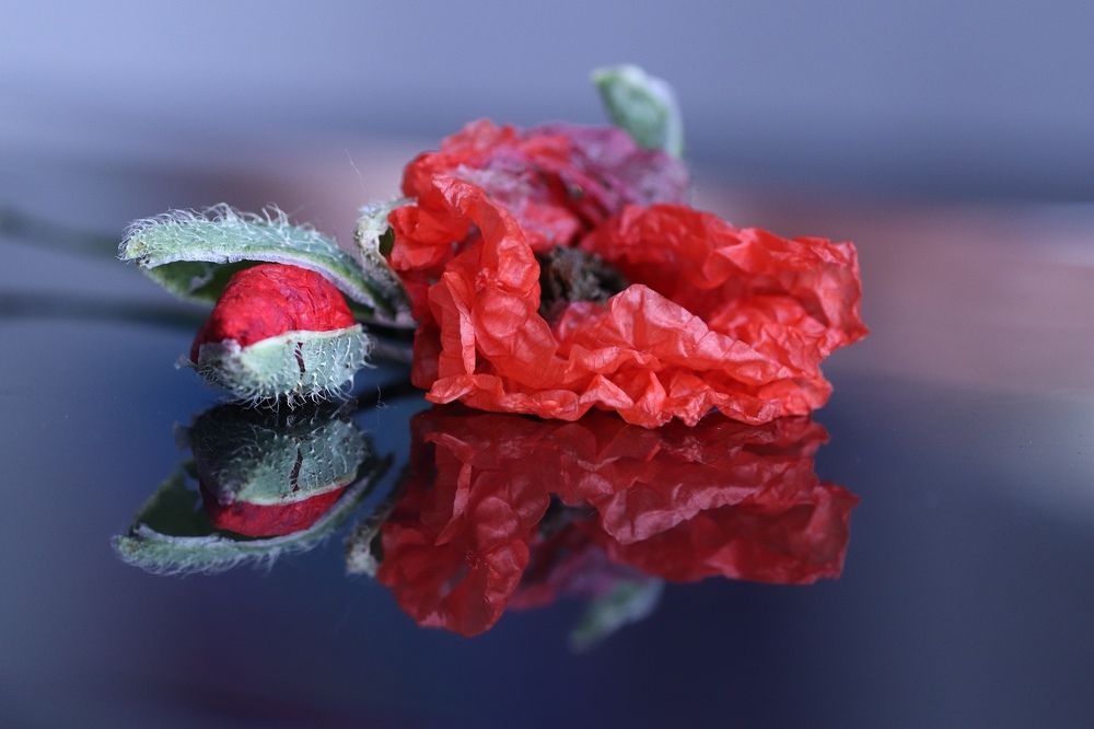 Photograph by Olga Asson