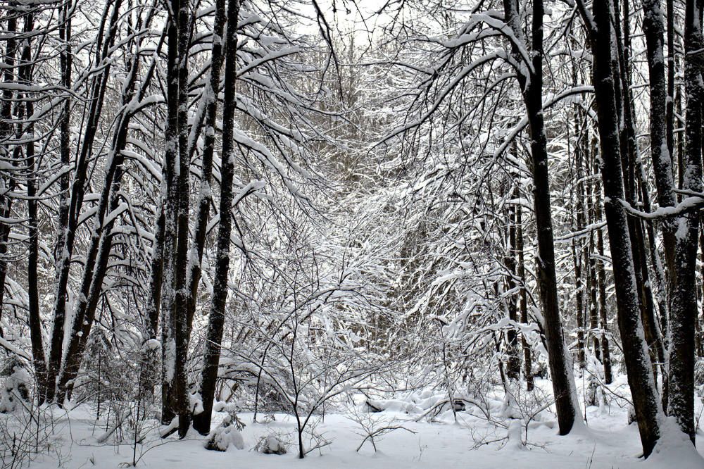 Утренний зимний лес