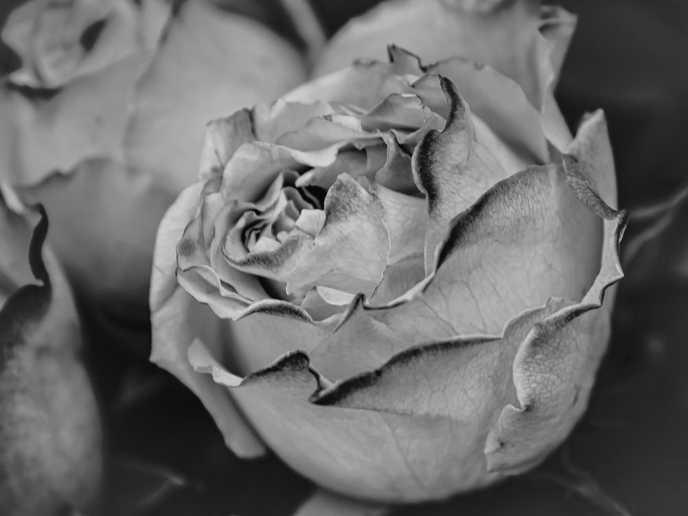 Photograph by Aleksandra Matic