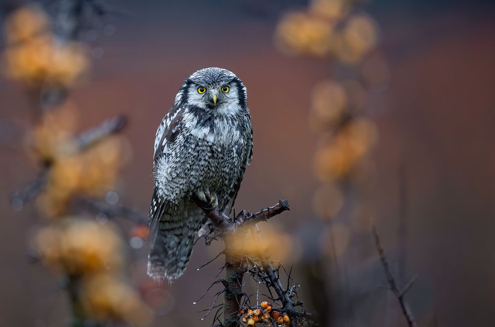 Photograph by Dariusz Dryl