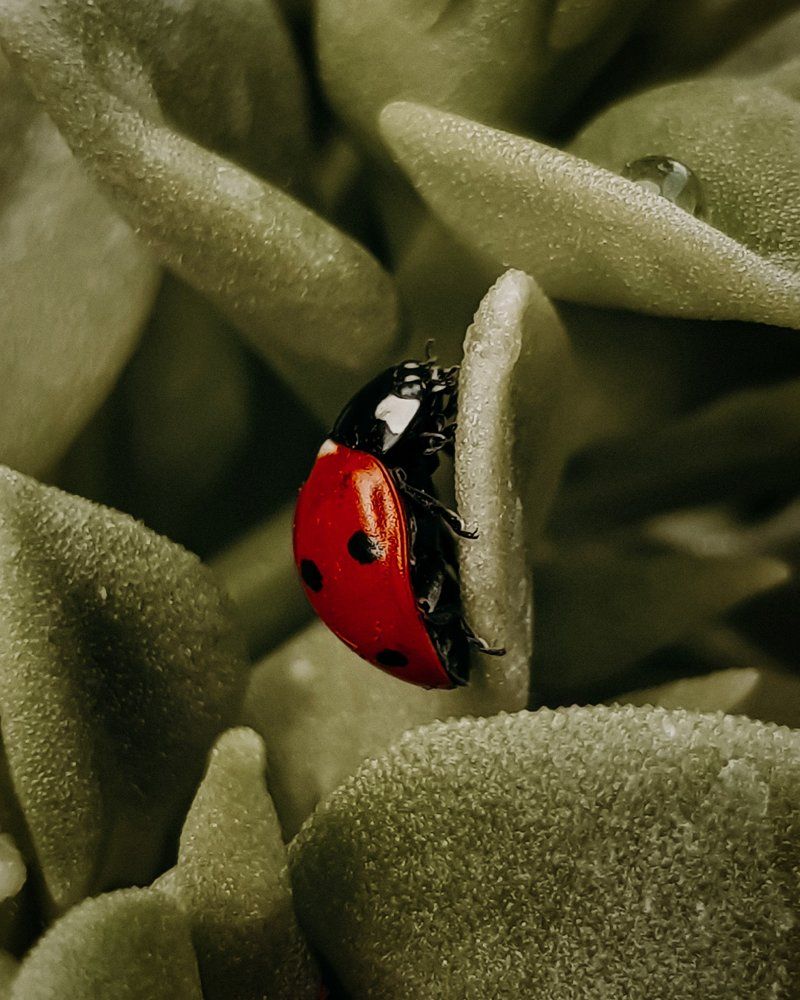 Ladybug