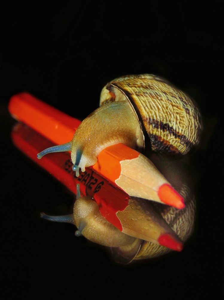 Photograph by Amin Ghaffarian