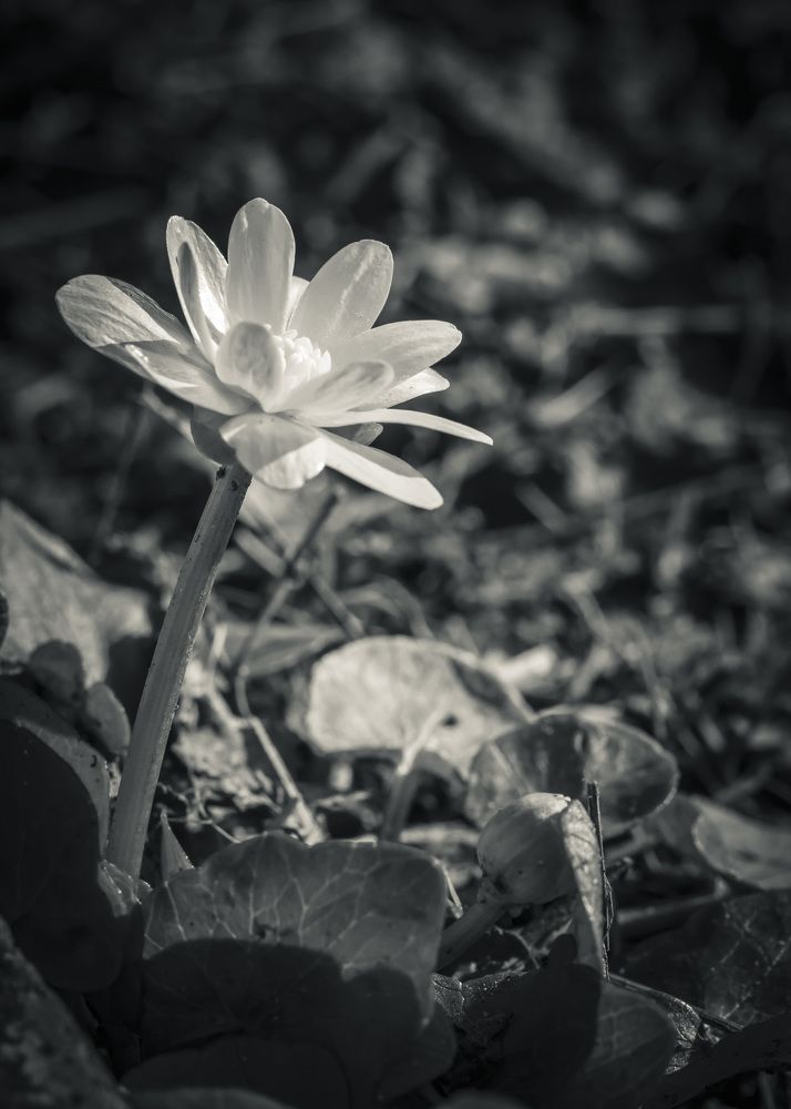 Photograph by Галина Литвинова