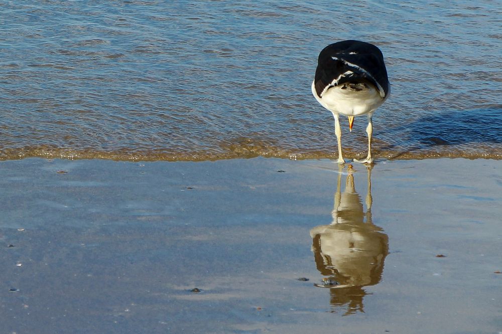 Photograph by Tatiana Barthem