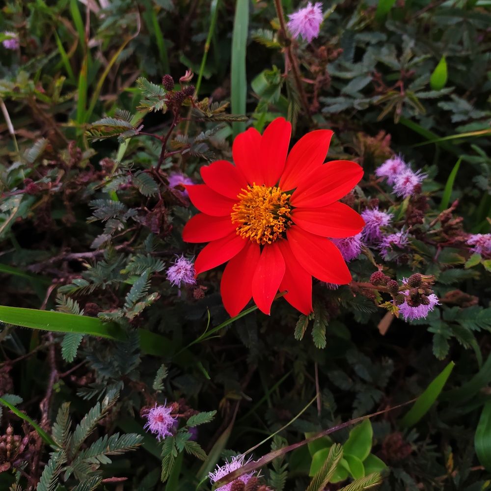 Photograph by Edgar Guillén