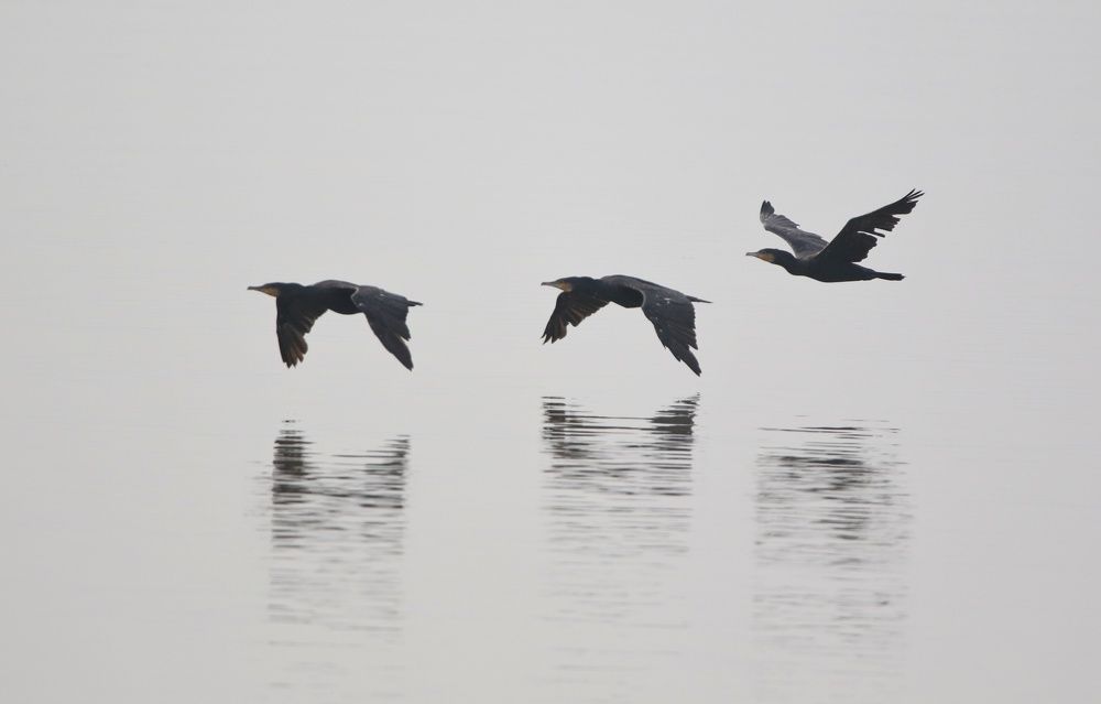 Photograph by Cohen Isaac