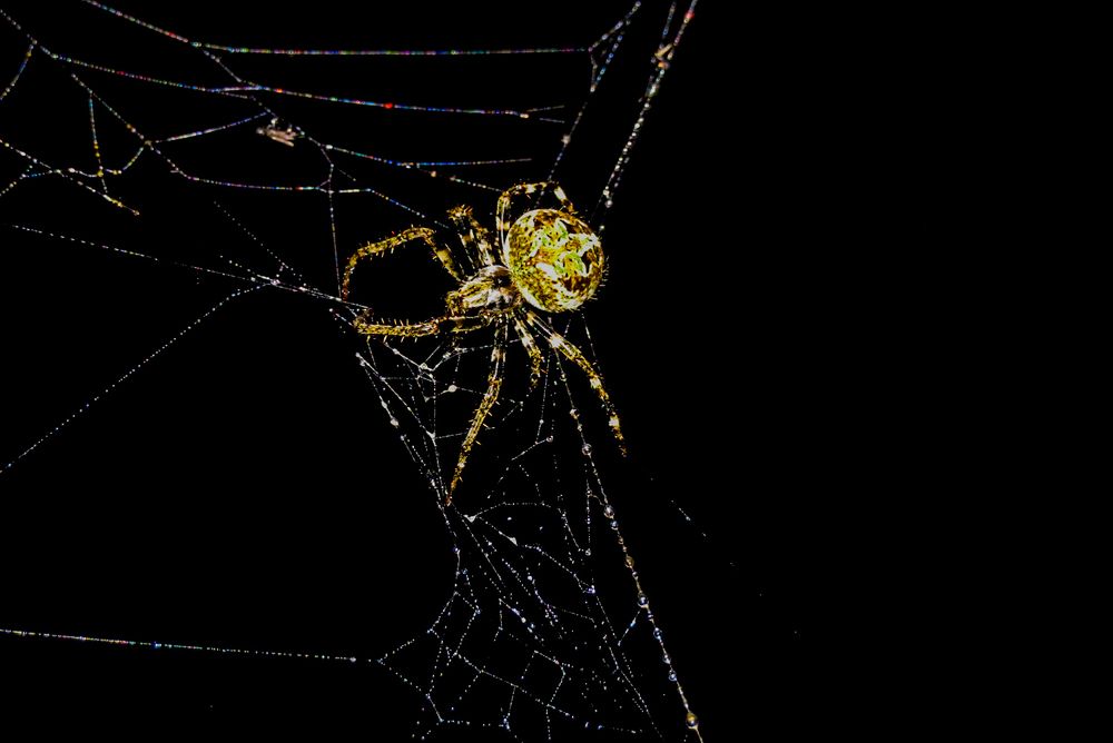 Photograph by Susmita Paul