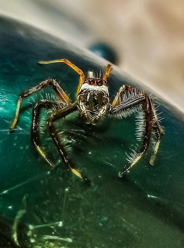 Photograph by Kamal Bhattacharjya