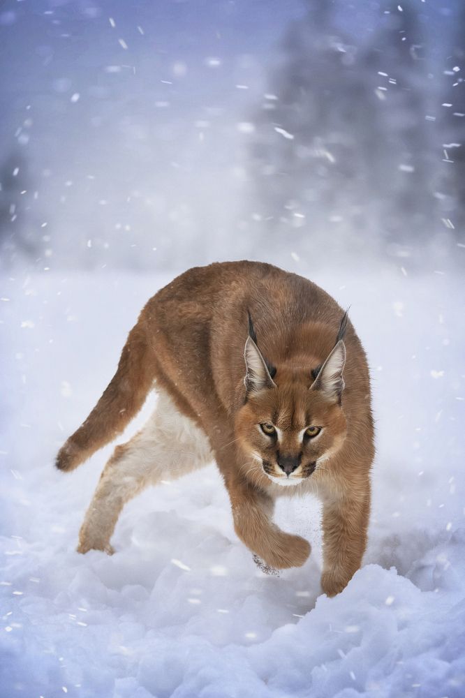 Photograph by Алена Райфутдинова