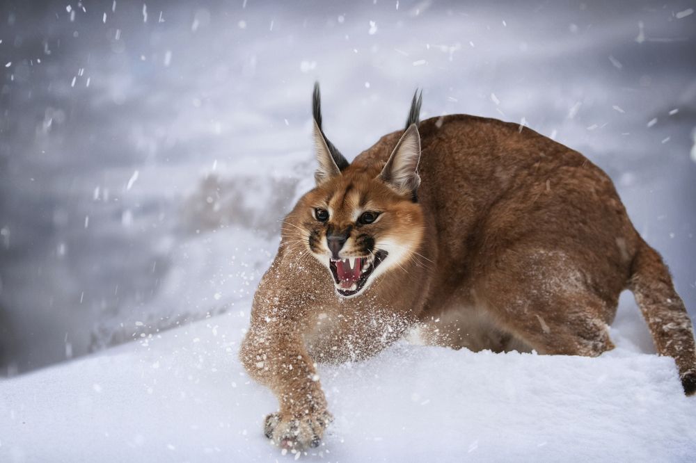 Photograph by Алена Райфутдинова