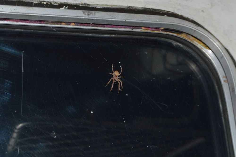 Фотография автора Клавдия Васильева