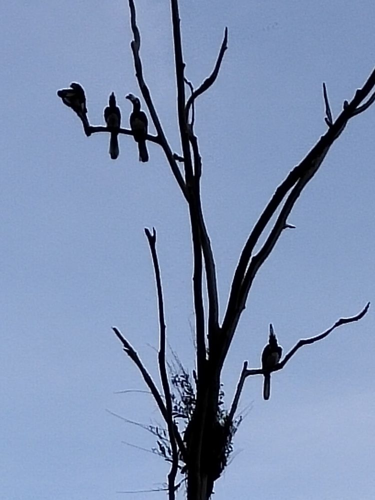 Hornbills