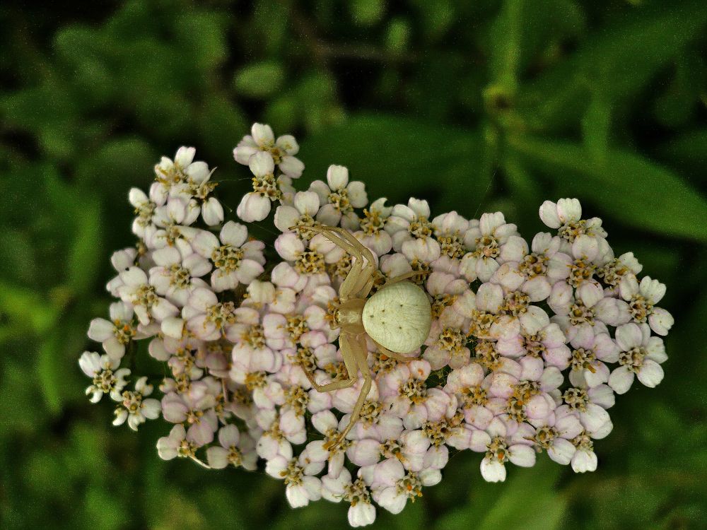 Фотография автора Клавдия Васильева