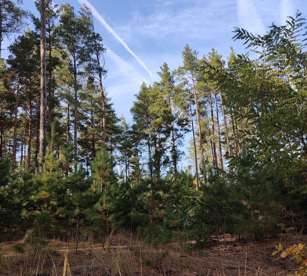 Сосновый лес.