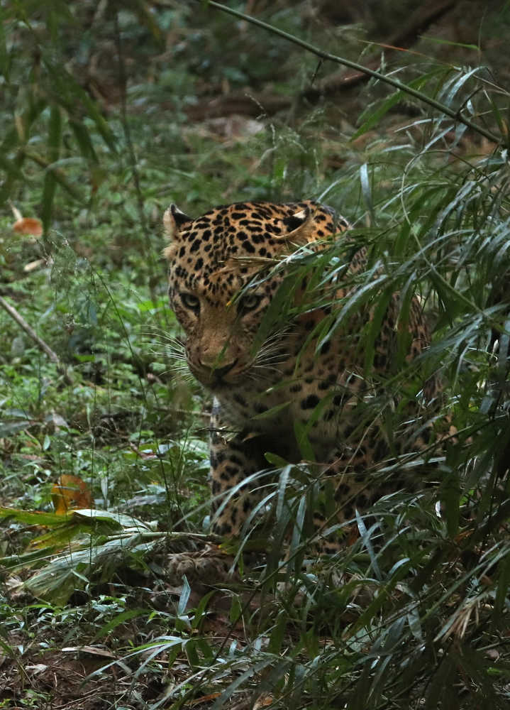 Photograph by AJITH B