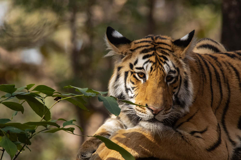 Photograph by AJITH B