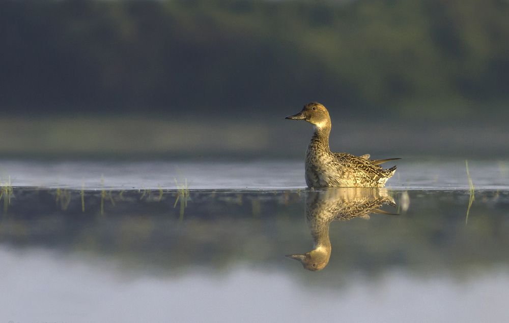 Photograph by Harsha Matarage