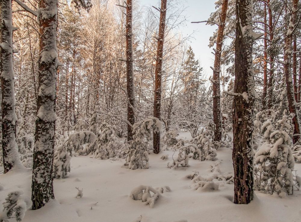 Зима в лесу