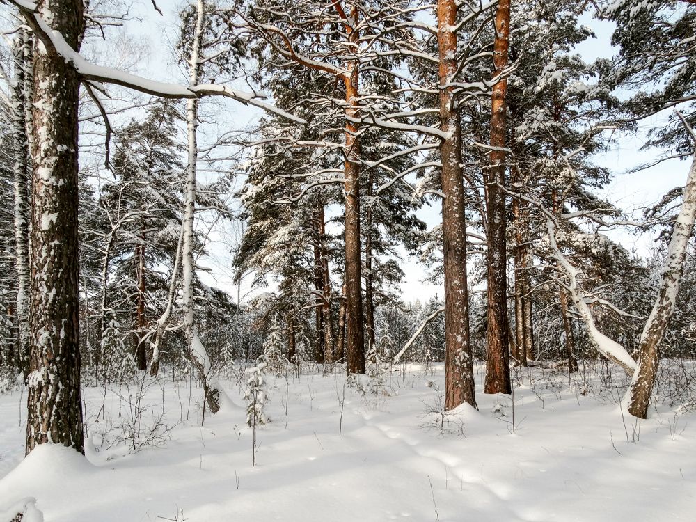 Зимний лес.