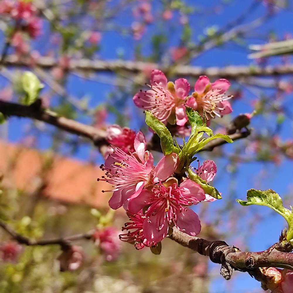 Photograph by Irina Delil