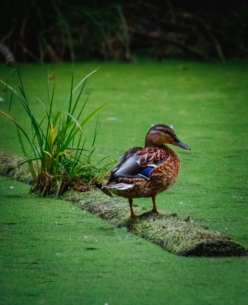 Дикий селезень