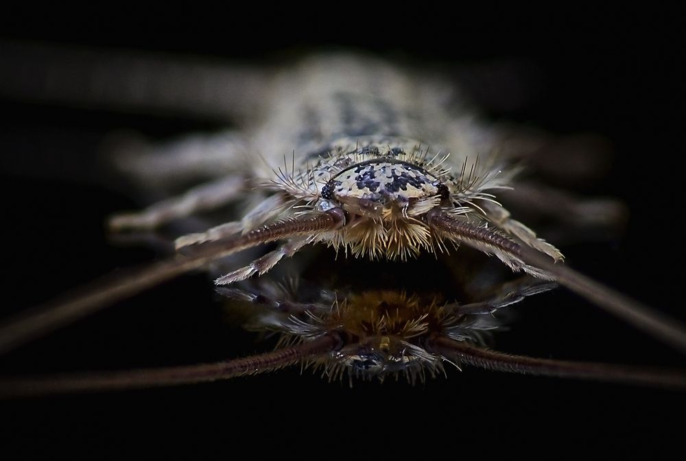 Photograph by Dino Sirica