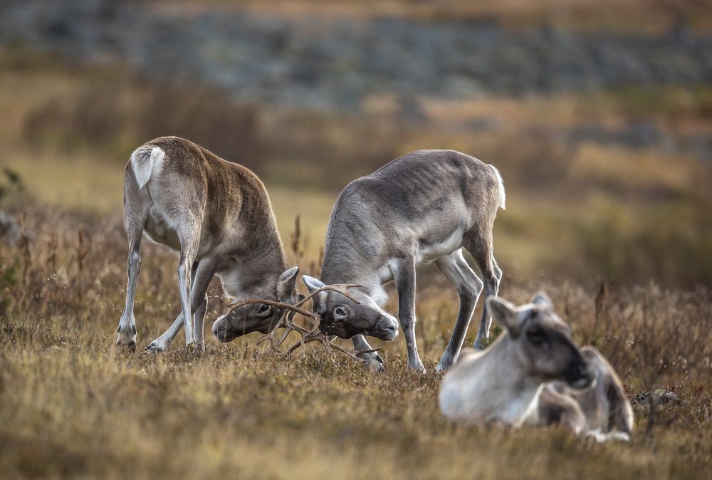 Молодецкие забавы