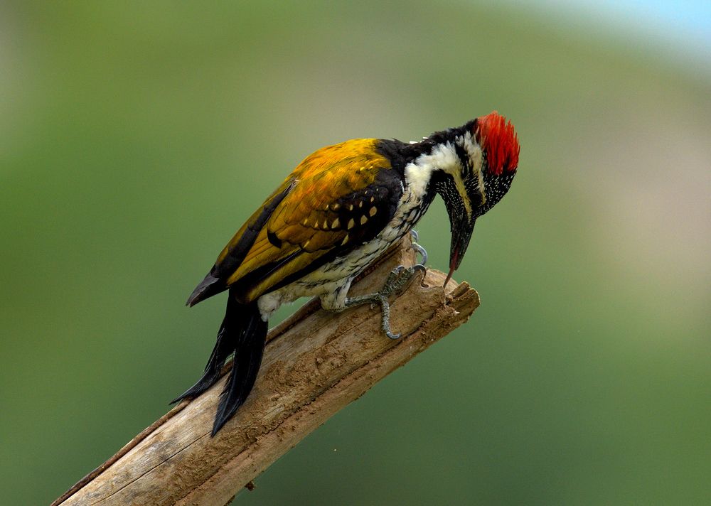 Photograph by Manjunath S