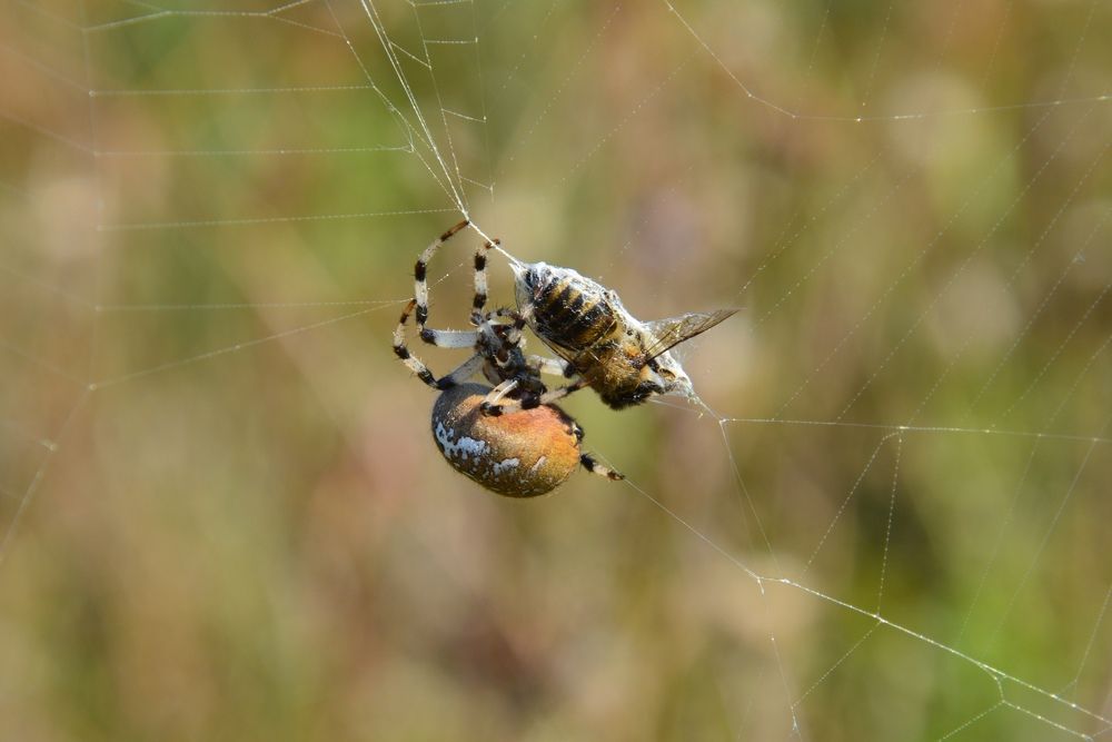 Photograph by Александр Лобынцев