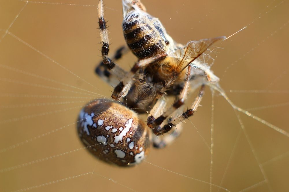 Photograph by Александр Лобынцев