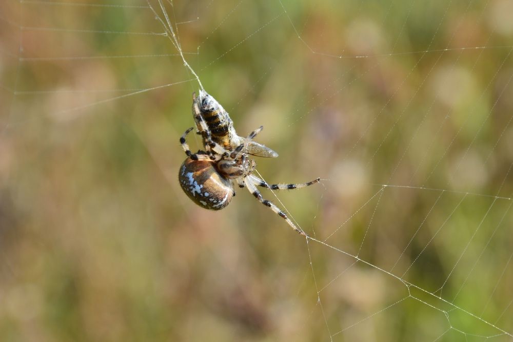 Photograph by Александр Лобынцев