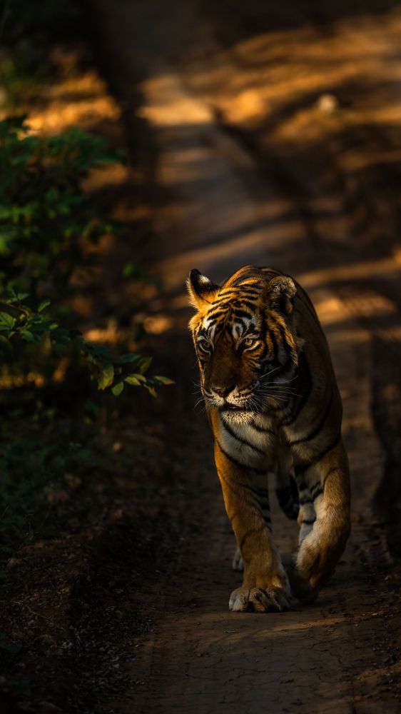 Photograph by Ayan Bhattacharya