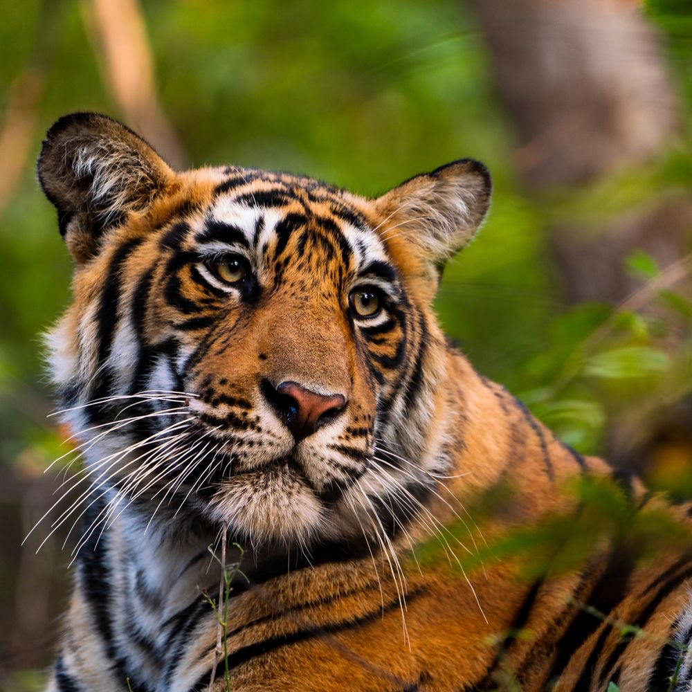 Photograph by Ayan Bhattacharya