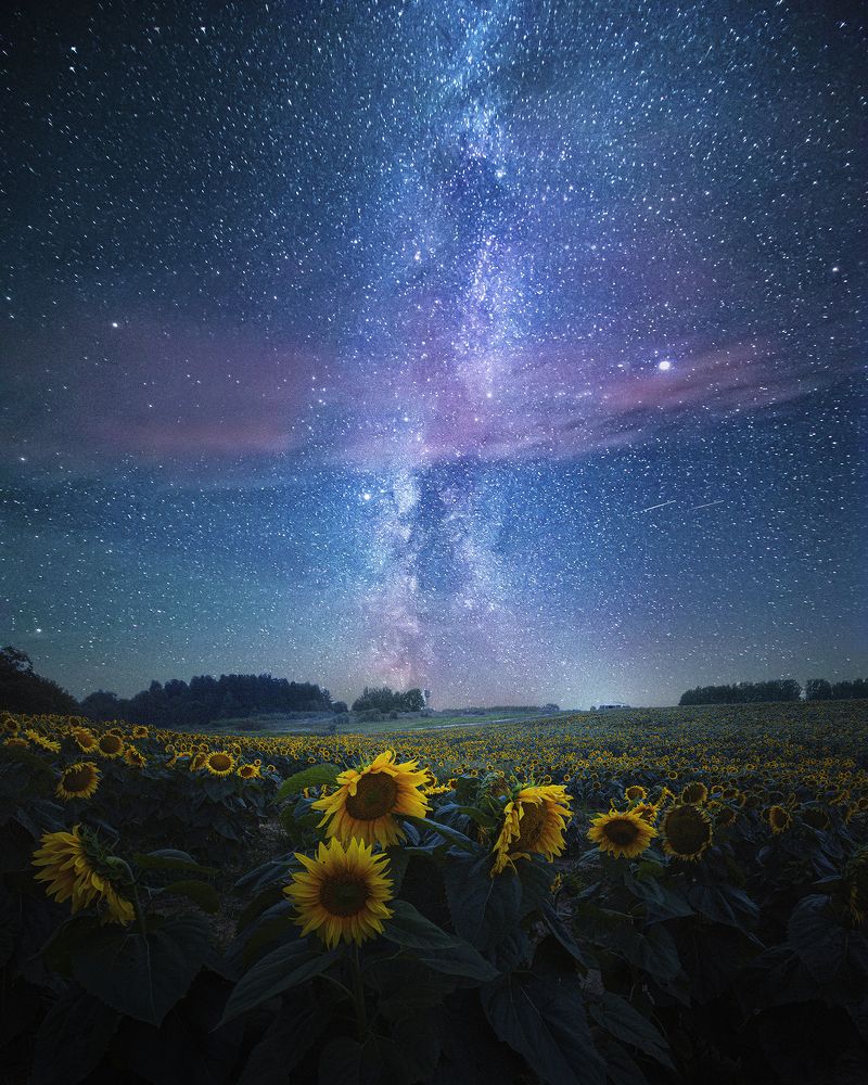 Sunflowers in the night
