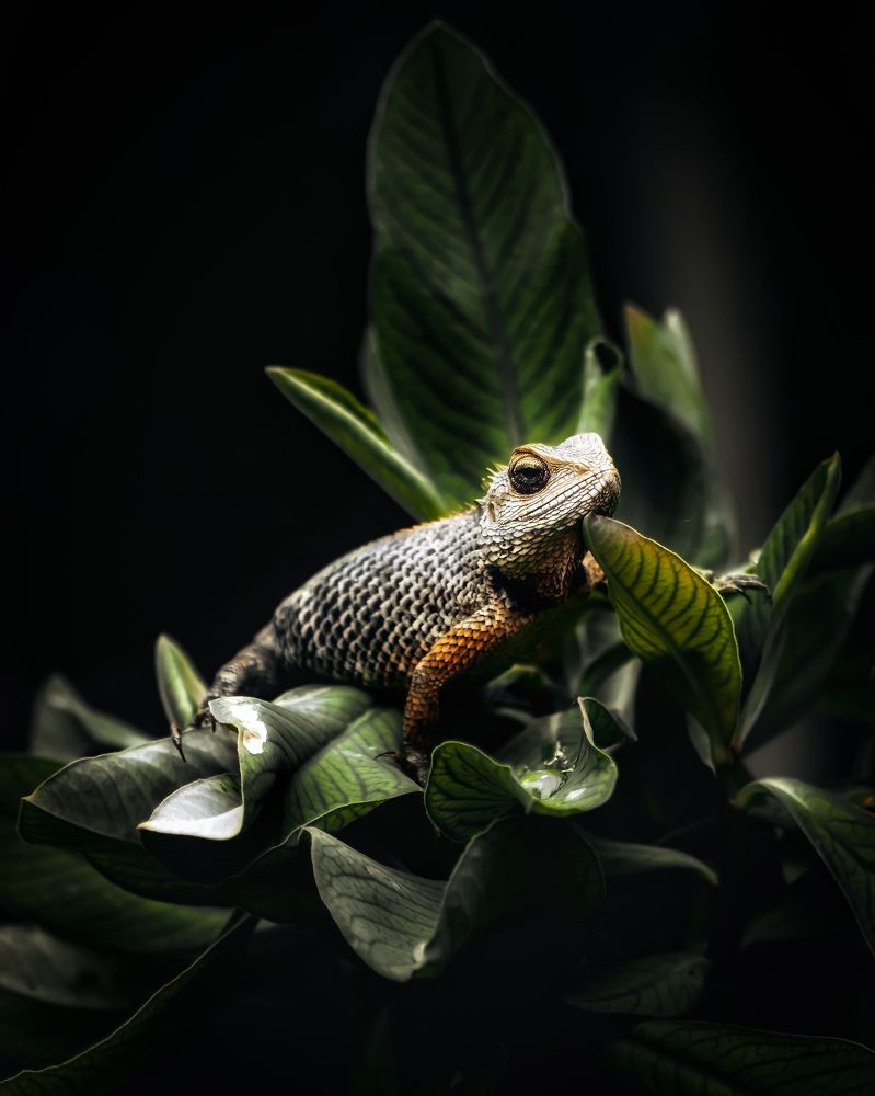 Wandering in the bushes of Village.