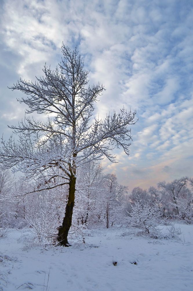 Такая недолговечная красота...