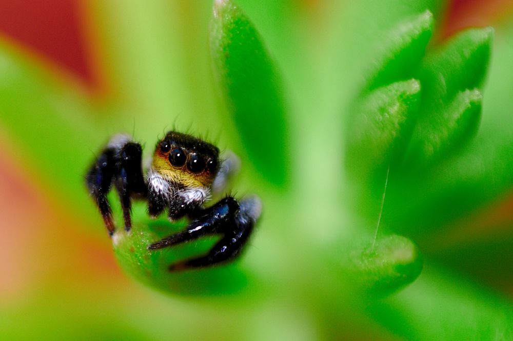 Photograph by VANDEIR FERREIRA SILVA PAIXAO